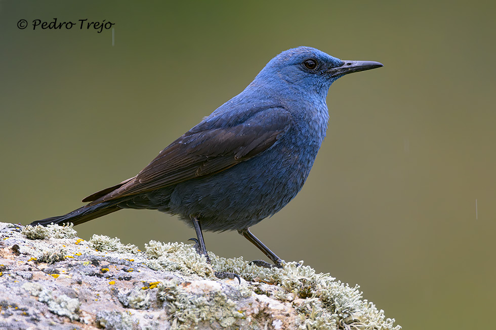 Roquero solitario (Monticola solitarius)